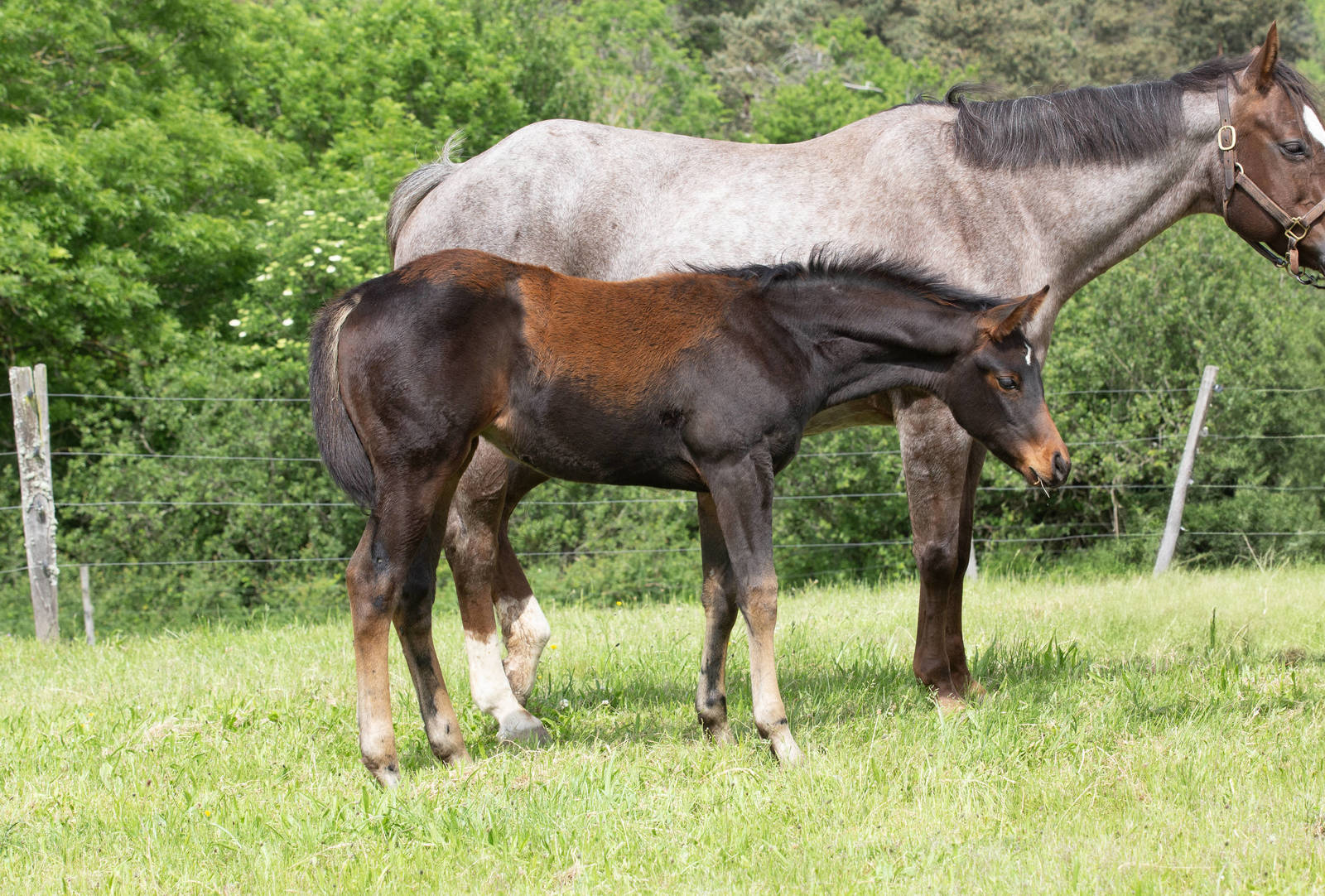 "POLLY" (official name pending ) 