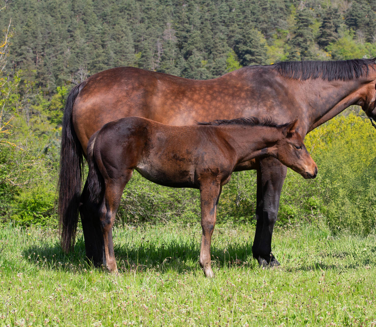 "STELLA". official name pending