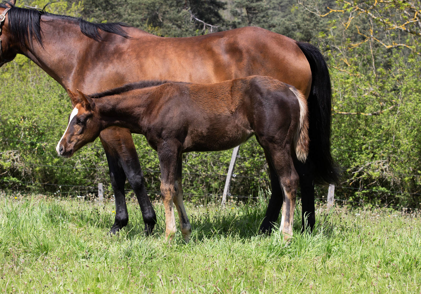 "LANA" official name pending 