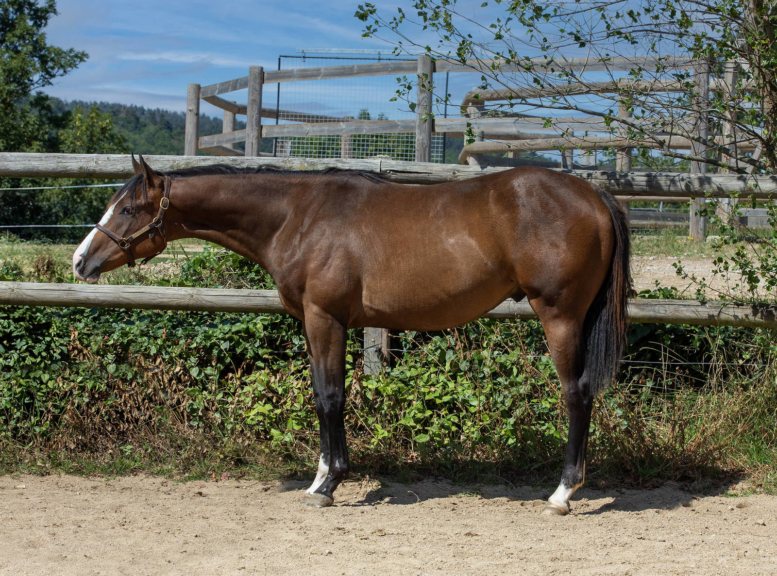 ME AND MY NEW RIDE ( "SIRIUS")