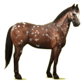 Riding Horse Chestnut
