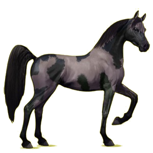 Riding Horse Arabian Horse Dapple Gray