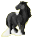 Pony Newfoundland Pony Dark Bay