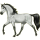 Riding Horse Paint Horse Dun Overo