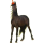 Riding Horse Thoroughbred Dark Bay