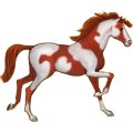 Riding Horse Paint Horse Chestnut Tovero 