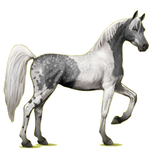 Riding pegasus Arabian Horse Dark Bay