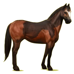 Riding Horse Appaloosa Black Blanket 