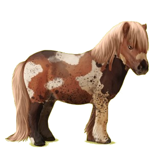 Pony Shetland Flaxen Chestnut 