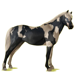 Pony Welsh Dapple Gray