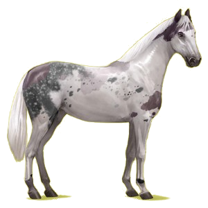 Riding Horse Hanoverian Cherry bay