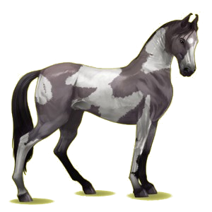 Riding Horse Marwari Black