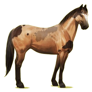 Riding Horse Paint Horse Dark bay Tovero