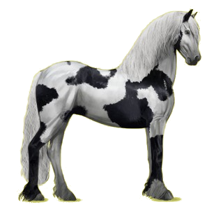 Riding Horse Friesian Black
