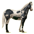 Riding Horse Paint Horse Black Tovero