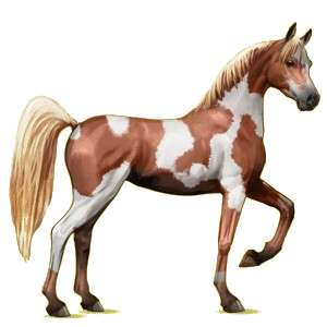 Riding Horse Arabian Horse Flaxen Chestnut 