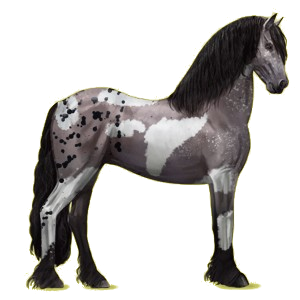 Riding Horse Friesian Black