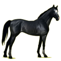 Riding Horse Thoroughbred Black