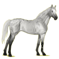 Riding Horse Thoroughbred Light Gray