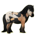 Pony Shetland Black