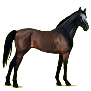 Riding Horse Thoroughbred Dapple Gray