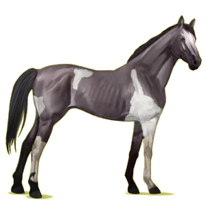 Riding Horse Thoroughbred Cherry bay