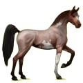 Riding Horse Arabian Horse Roan