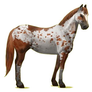 Riding Horse Appaloosa Chestnut Blanket 