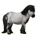 Pony Shetland Bay
