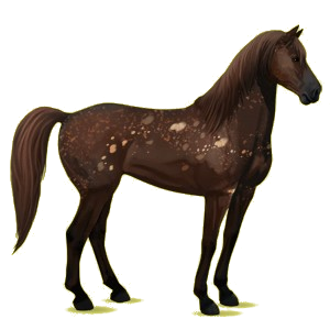 Riding Horse Mustang Cherry Spotted Blanket