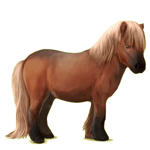 Pony Shetland Flaxen Chestnut 
