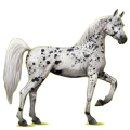 Riding Horse Arabian Horse Light Gray