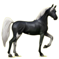 Riding Horse Arabian Horse Black
