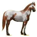 Riding Horse Paint Horse Chestnut Tobiano