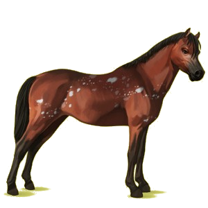 Pony Welsh Cherry bay