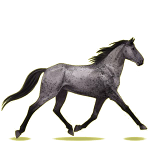 Riding Horse Standardbred Bay