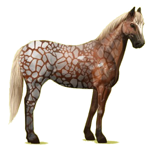 Riding Horse Appaloosa Black Spotted Blanket 