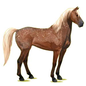 Riding Horse Mustang Roan