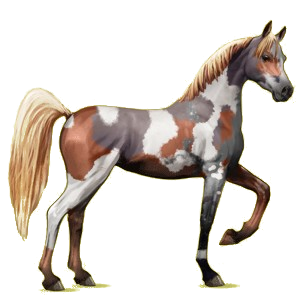 Riding Horse Arabian Horse Chestnut