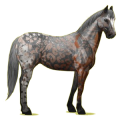 Riding Horse Black