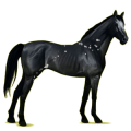 Riding Horse Thoroughbred Black