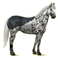 Riding Horse Appaloosa Black Leopard 