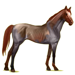 Riding Horse Thoroughbred Strawberry roan