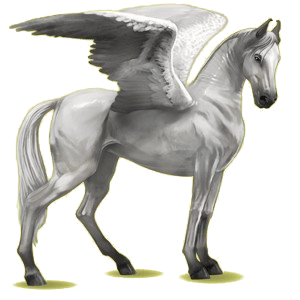 Riding pegasus Marwari Chestnut