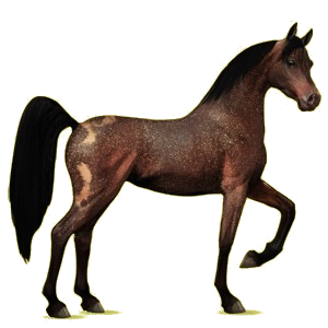 Riding Horse Arabian Horse Dark Bay