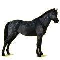 Pony Australian Pony Black