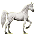 Riding Horse Arabian Horse Light Gray
