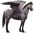 Riding pegasus Paint Horse Black Overo