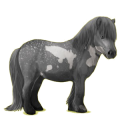 Pony Shetland Dapple Gray