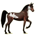 Riding Horse Arabian Horse Chestnut